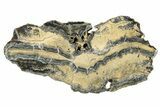 2.7" Mammoth Molar Slice with Case - South Carolina - #193828-1
